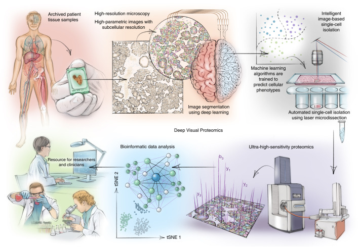 Deep Visual Proteomics 从组织成像、图像分割、激光显微切割到质谱和数据分析的文献原图