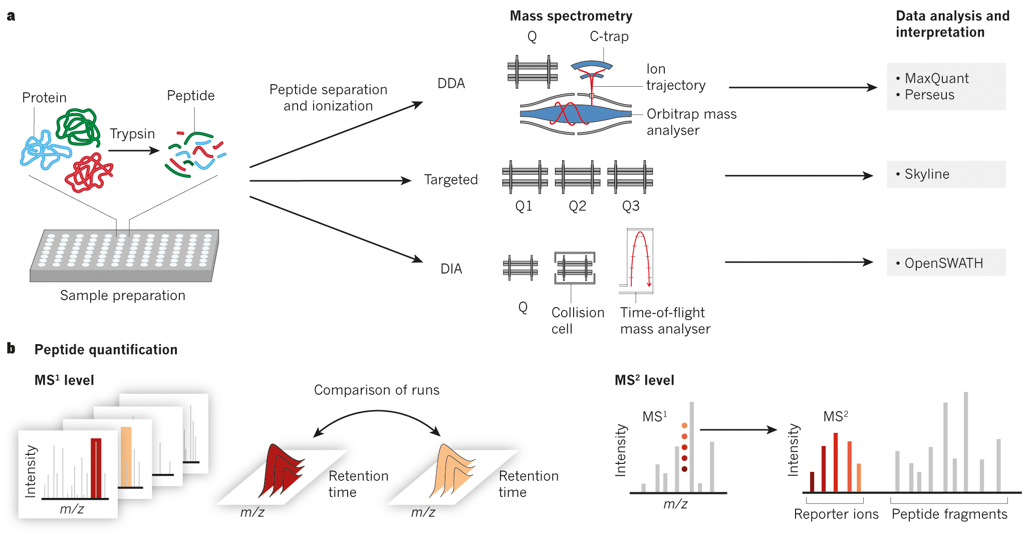 Bottom-up proteomics workflows