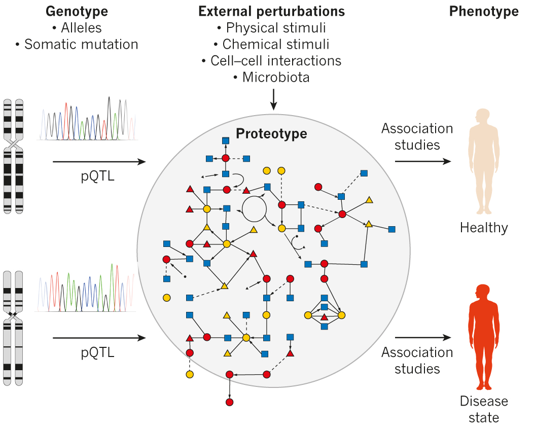 Proteotype states and phenotypes