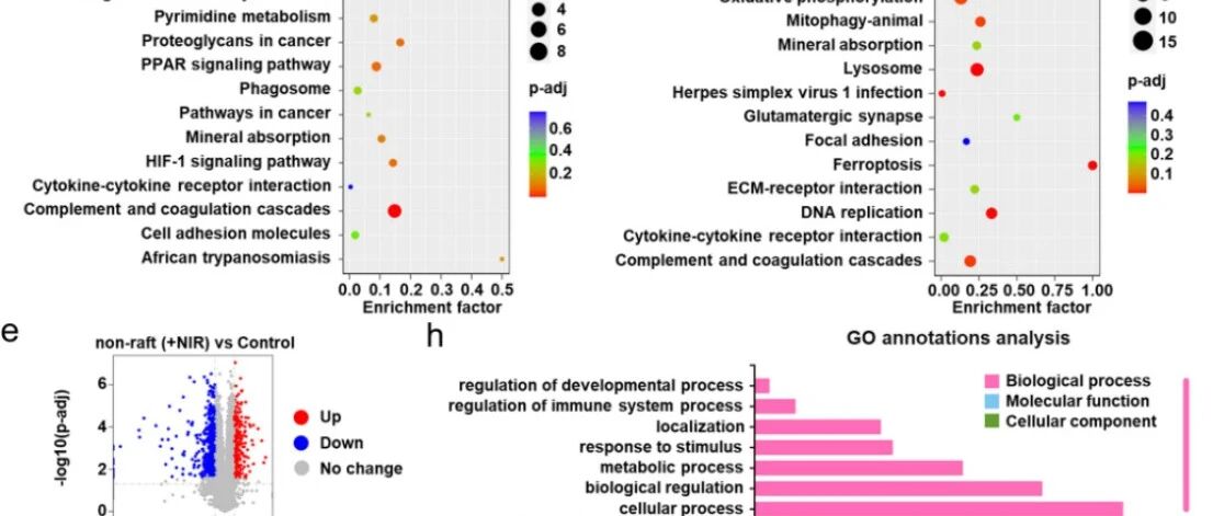 客户案例｜PNAS 华东师范李迪教授团队开启纳米医学新篇章