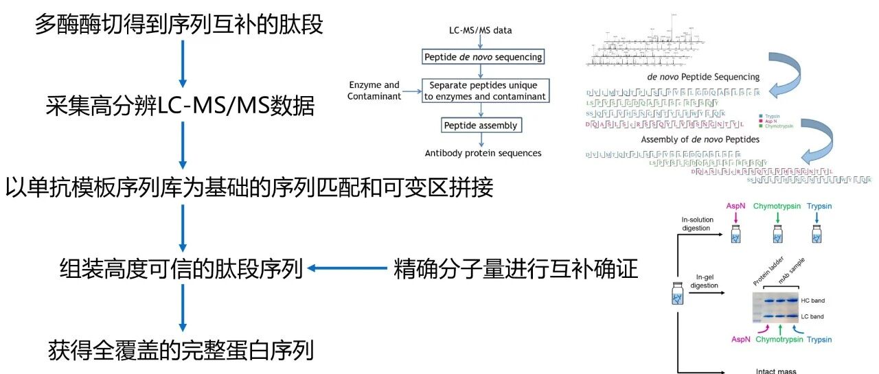 抗体全长测序服务