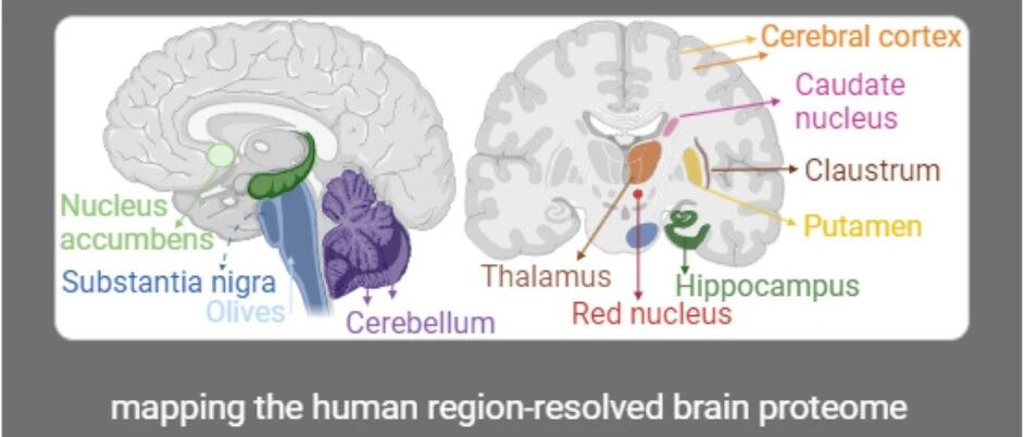 揭秘大脑深处：蛋白质组学绘制人脑区域精细蛋白图谱
