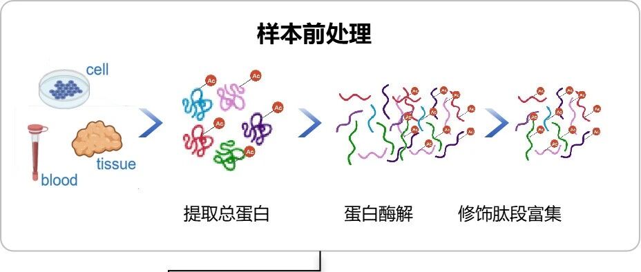 易肽乳酸化修饰（Lac-K）富集试剂盒