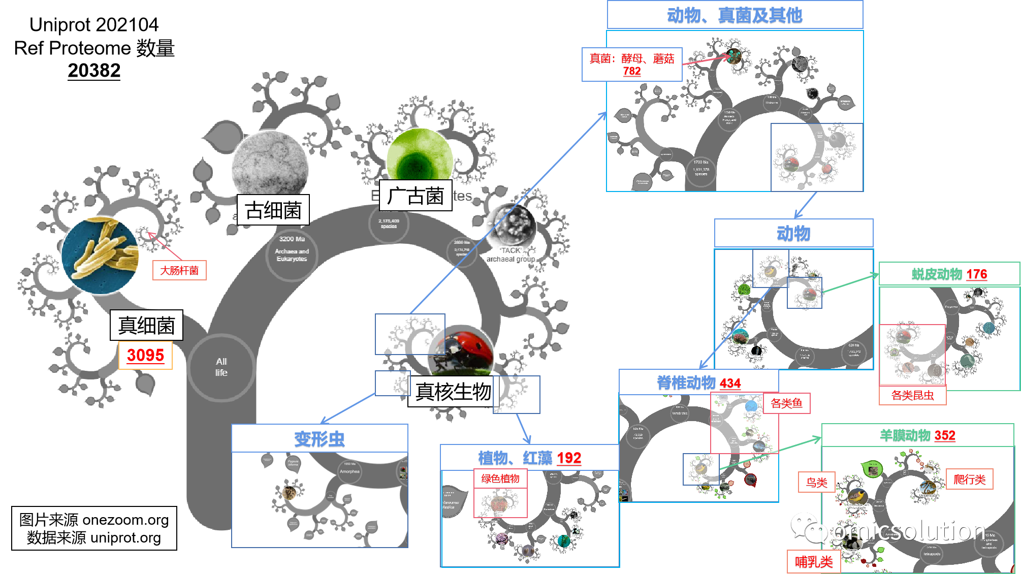 现在蛋白质组数据库和物种分类树的大致关系
