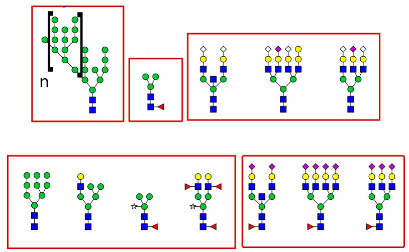 甜蜜而富有挑战性的糖基化蛋白质组学研究