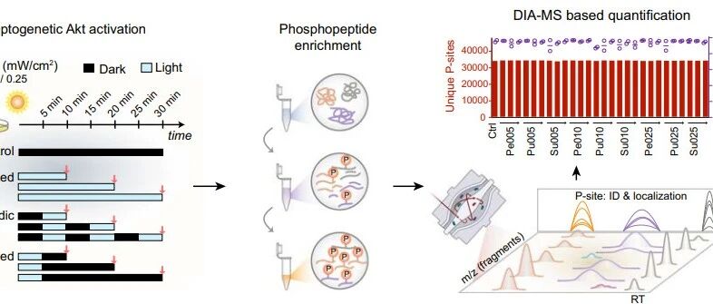 研究新突破 | Nat Commun：光遗传学、磷酸蛋白质组学和Spectronaut揭示内皮细胞中Akt1信号传导的动态特征