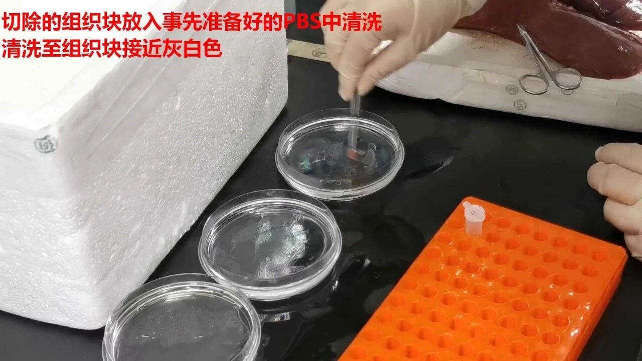 组织样品取样流程——0807