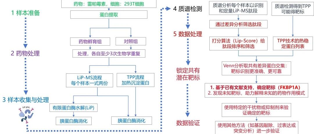 药物研发领域：LiP-MS和TPP技术助力药物靶标发现