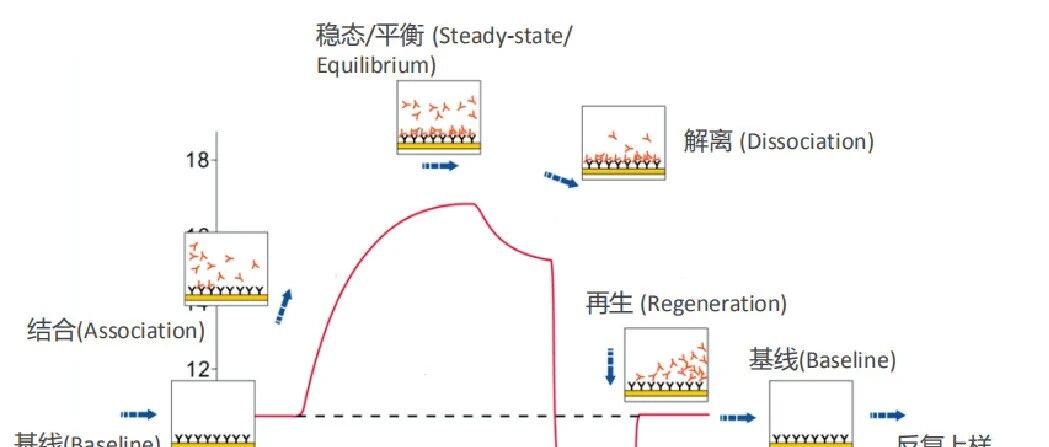 药靶解析（已知分子间互作验证）Biacore分析