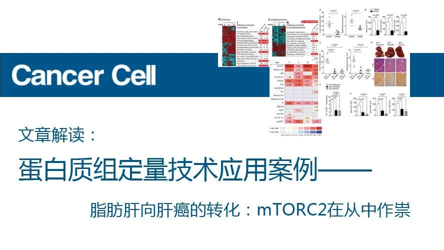 蛋白质组定量技术应用案例—— 【Cancer Cell】脂肪肝向肝癌的转化：mTORC2在从中作祟