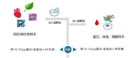 蛋白质组样品制备，从单细胞到常规量，我们都能满足你