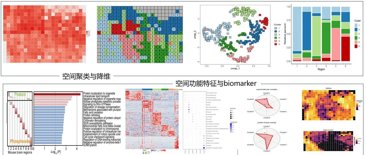2024易算定制分析方案：探索多样化蛋白组学解决策略