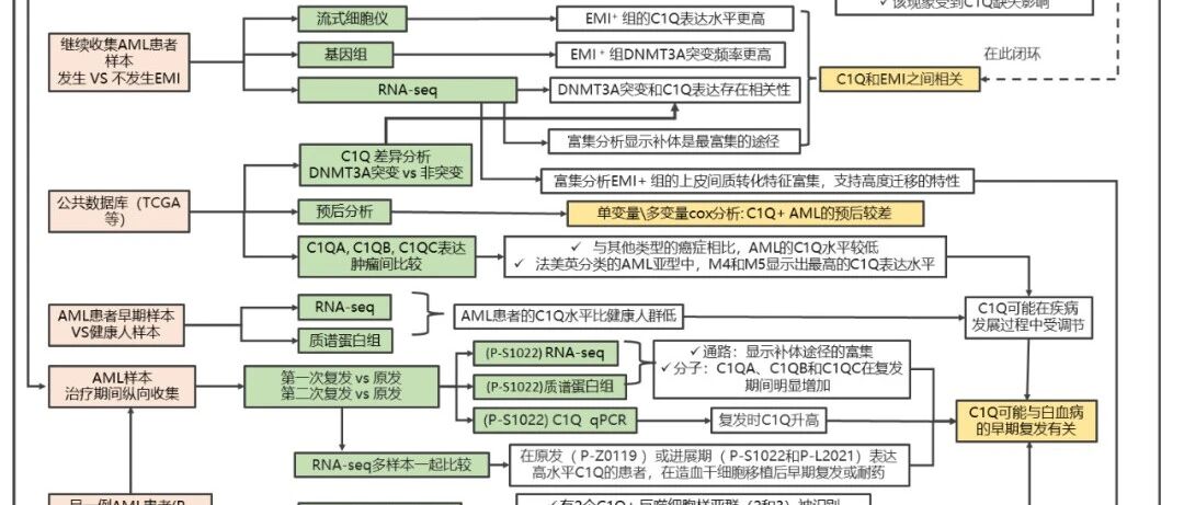 Blood最新封面 | 解读+思维导图 | 单细胞及多组学揭示补体C1Q促进急性骨髓性白血病（AML）的髓外浸润（EMI）和复发