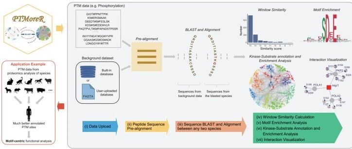 Cell Reports Methods | PTMoreR：跨物种翻译后修饰motif比对、富集和注释