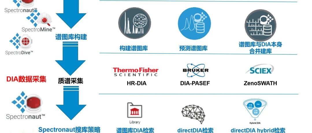 DIA+PRM宏蛋白组揭示茅台酒曲中的微生物群落组成和代谢特征