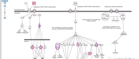 IPA pathway分析简介