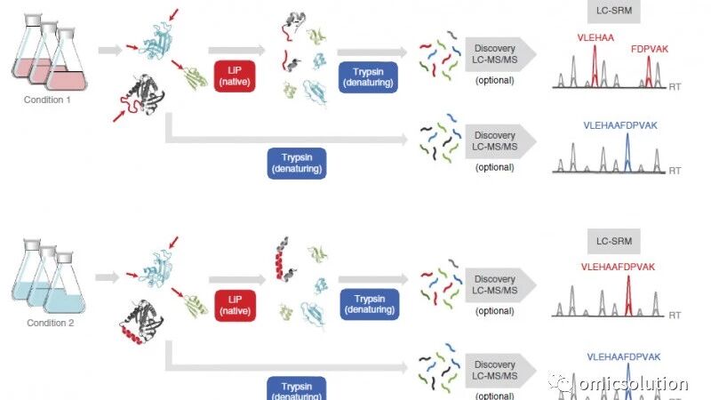 Limited Proteolysis (LiP)--基于蛋白组大规模研究蛋白构象变化