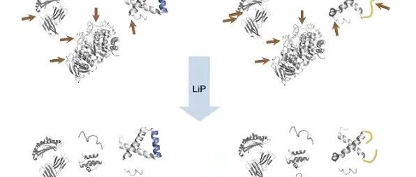LiP-MS结果解读