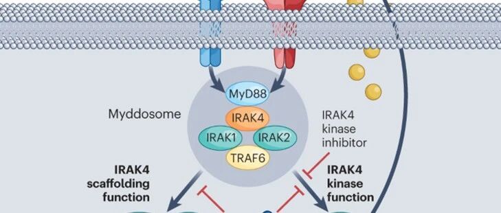 《Nature Medicine》：PROTAC、PreOmics iST与SpectroDive联合：IRAK4一期试验