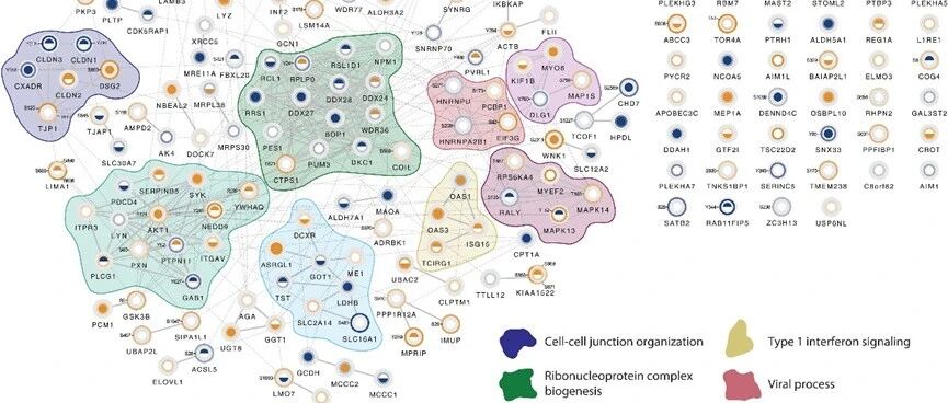 Science 子刊 | 结直肠癌研究 | 磷酸化蛋白质组学互补视角解析EGFR抑制剂的敏感与耐药相关标志物